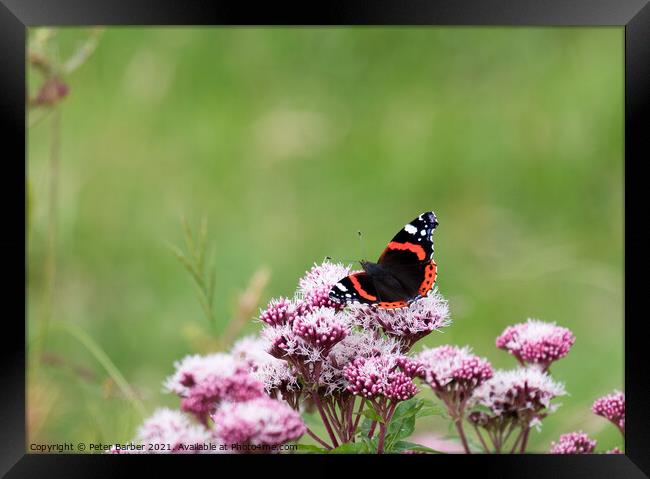 Red Admiral Framed Print by Peter Barber