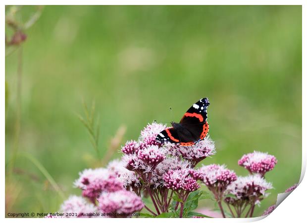Red Admiral Print by Peter Barber