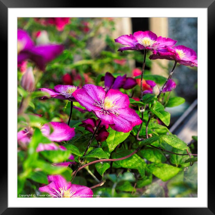 Purple Clematis - 02 Framed Mounted Print by Trevor Camp