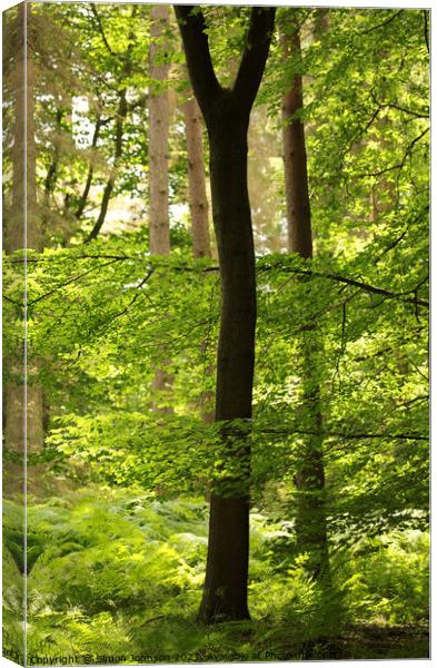 Trees leaves sunlight and peace Canvas Print by Simon Johnson
