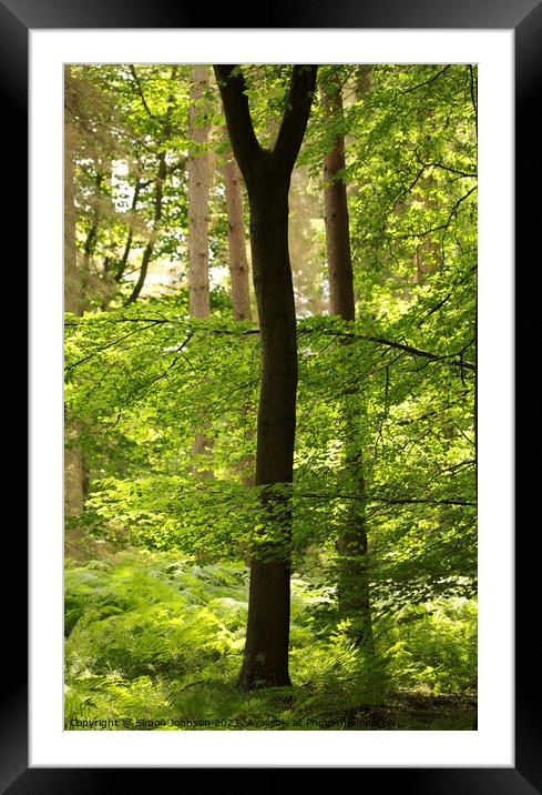 Trees leaves sunlight and peace Framed Mounted Print by Simon Johnson