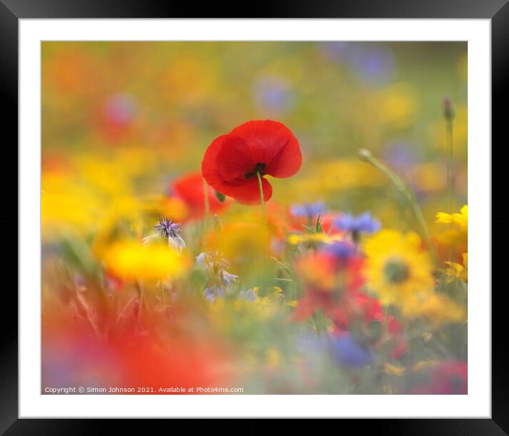 Poppy close up Framed Mounted Print by Simon Johnson