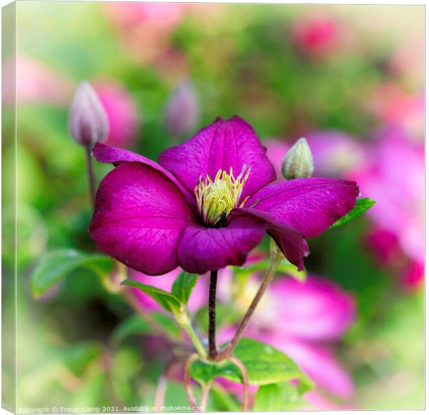 Clematis Montana Canvas Print by Trevor Camp