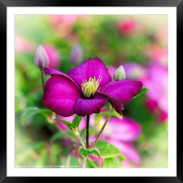 Clematis Montana Framed Mounted Print by Trevor Camp