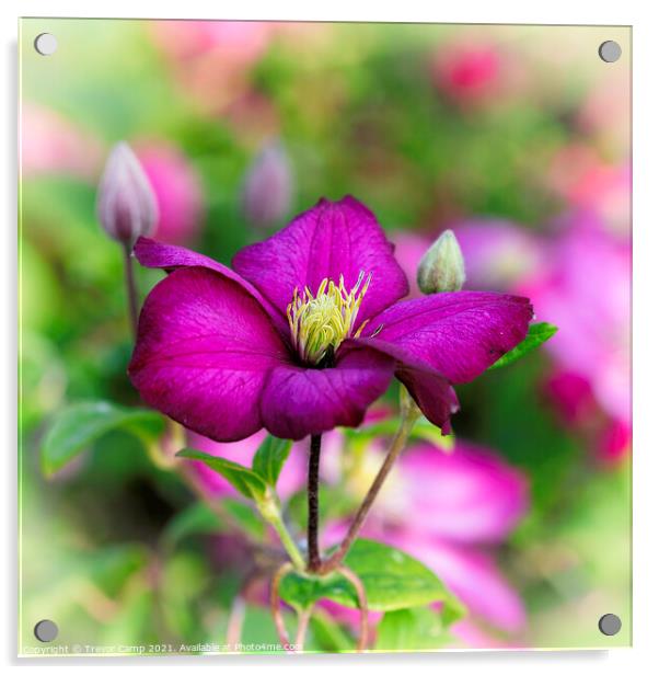 Clematis Montana Acrylic by Trevor Camp