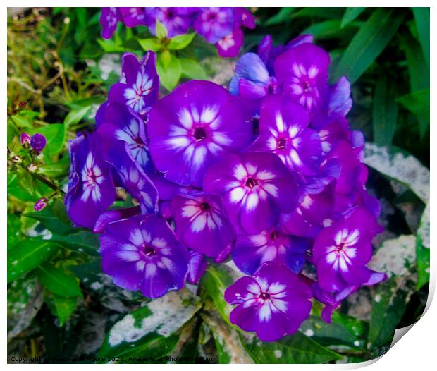 Purple flowers Print by Stephanie Moore