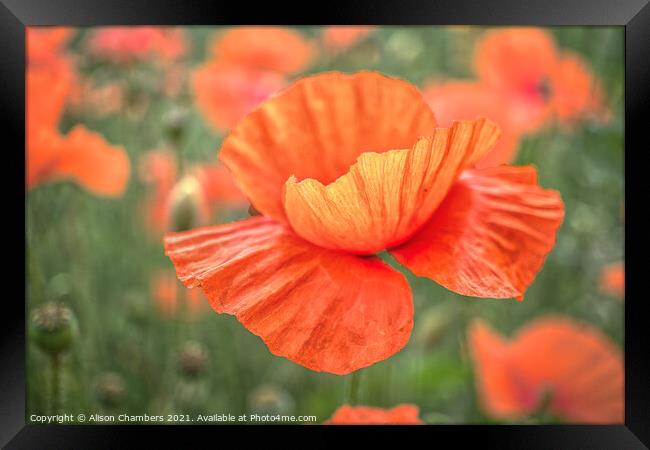 Field Poppy Flower Framed Print by Alison Chambers