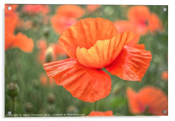 Field Poppy Flower Acrylic by Alison Chambers