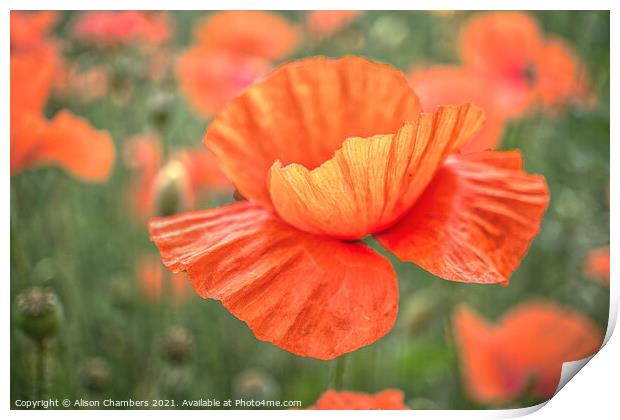 Field Poppy Flower Print by Alison Chambers