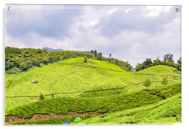 Tea Gardens at Munnar, Kerala, India Acrylic by Lucas D'Souza