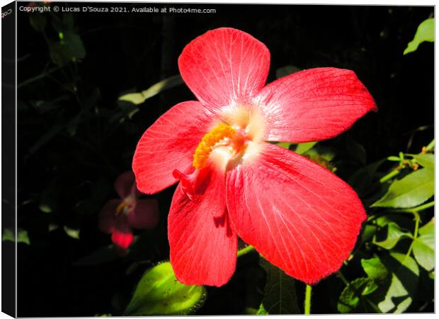 Red hibiscus flower Canvas Print by Lucas D'Souza