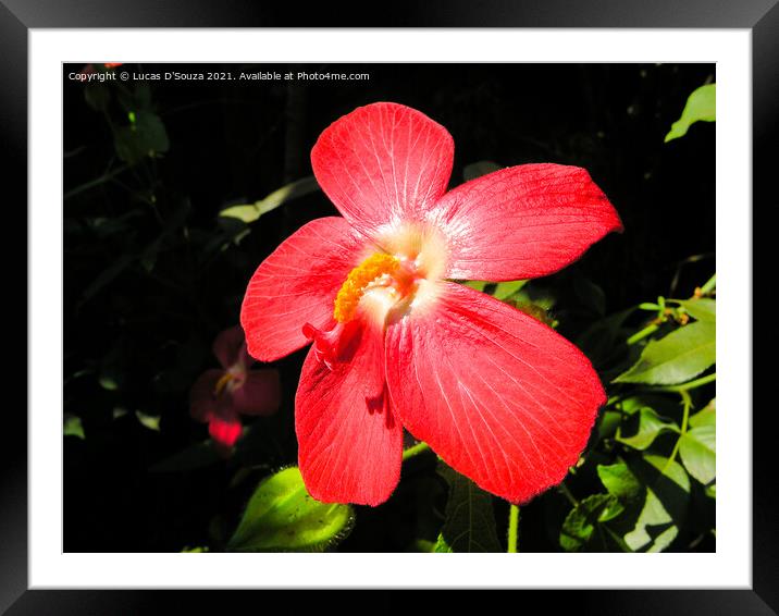 Red hibiscus flower Framed Mounted Print by Lucas D'Souza