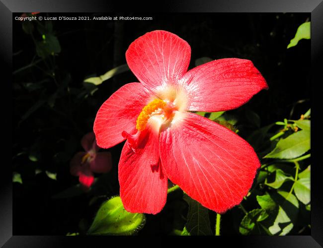 Red hibiscus flower Framed Print by Lucas D'Souza
