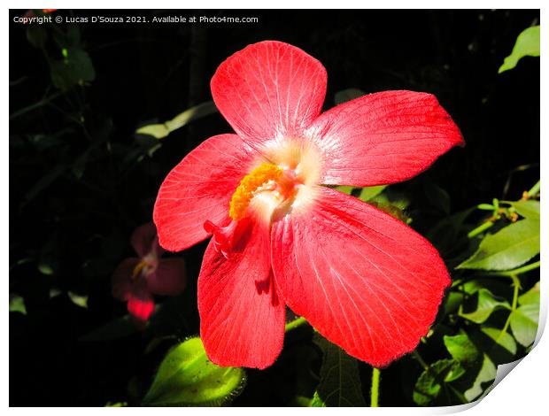 Red hibiscus flower Print by Lucas D'Souza