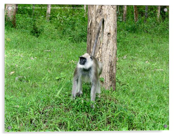 Black face, long tailed gray langur Acrylic by Lucas D'Souza