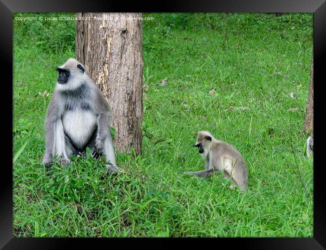 Black face, long tailed gray langur Framed Print by Lucas D'Souza