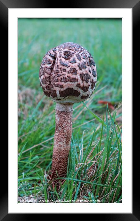 Magpie Fungus Standing Alone in Moor Framed Mounted Print by GJS Photography Artist