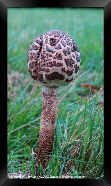 Magpie Fungus Standing Alone in Moor Framed Print by GJS Photography Artist