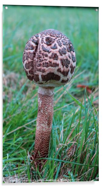 Magpie Fungus Standing Alone in Moor Acrylic by GJS Photography Artist