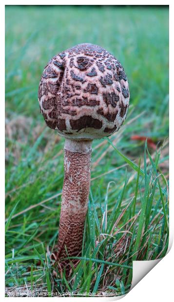Magpie Fungus Standing Alone in Moor Print by GJS Photography Artist