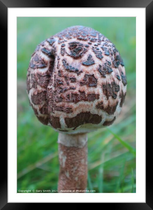 Magpie Fungus Close Up Framed Mounted Print by GJS Photography Artist
