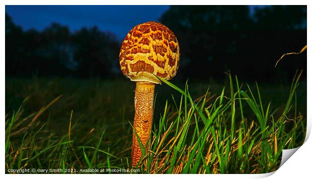 Magpie Fungus at Dusk Print by GJS Photography Artist