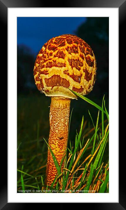 Magpie Fungus at Dusk Close Up in Detail Framed Mounted Print by GJS Photography Artist
