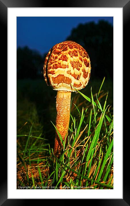 Magpie Fungus at Dusk Framed Mounted Print by GJS Photography Artist