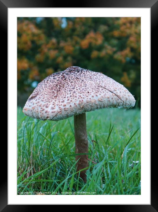 Medusa Mushroom Standing Tall Close Up Framed Mounted Print by GJS Photography Artist