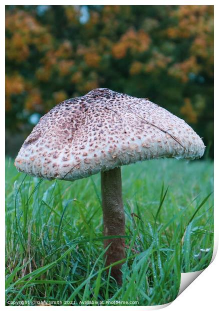 Medusa Mushroom Standing Tall Close Up Print by GJS Photography Artist