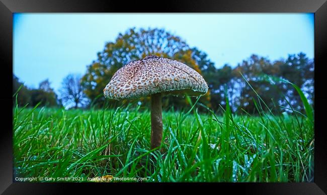 Medusa Mushroom Standing Tall  Framed Print by GJS Photography Artist