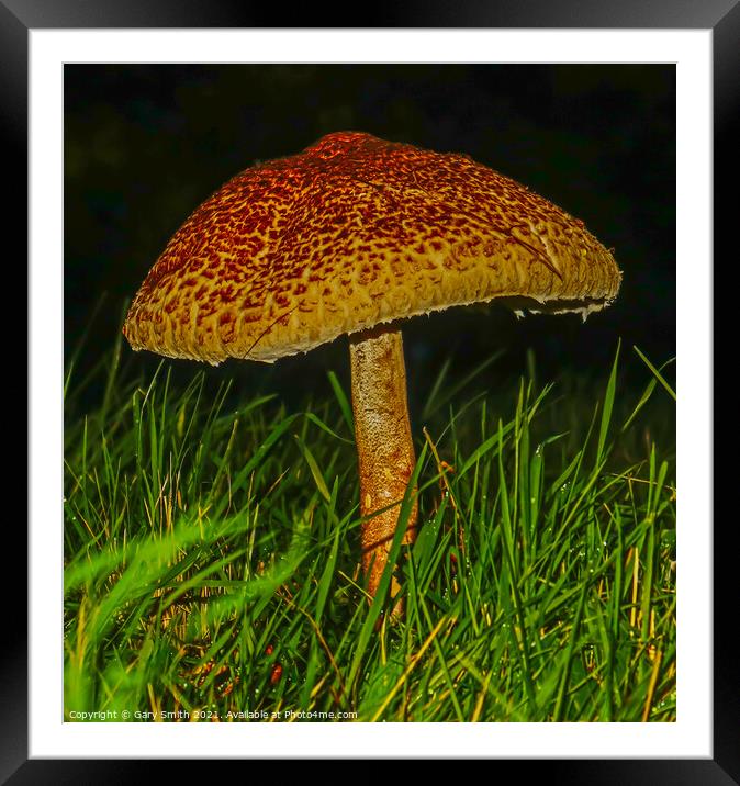 Medusa Mushroom Standing Tall at Dusk Detailed Closeup Framed Mounted Print by GJS Photography Artist
