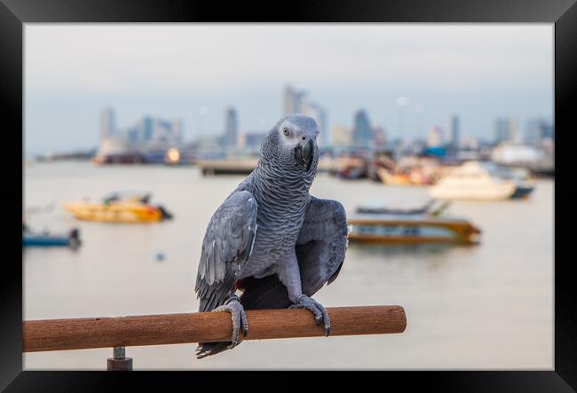 a Gray Parrot at the Pier Bali Hai in Pattaya Thailand Asia Framed Print by Wilfried Strang