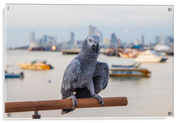 a Gray Parrot at the Pier Bali Hai in Pattaya Thailand Asia Acrylic by Wilfried Strang