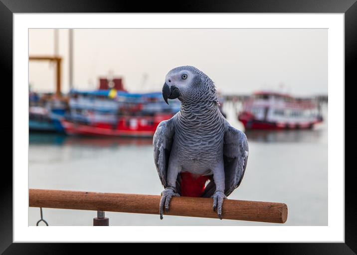a Gray Parrot at the Pier Bali Hai in Pattaya Thailand Asia Framed Mounted Print by Wilfried Strang