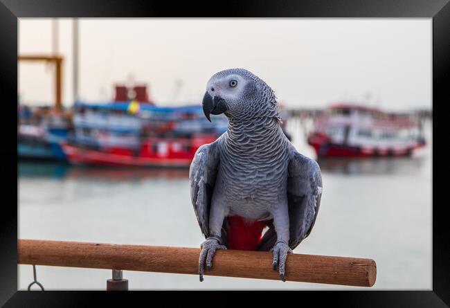 a Gray Parrot at the Pier Bali Hai in Pattaya Thailand Asia Framed Print by Wilfried Strang