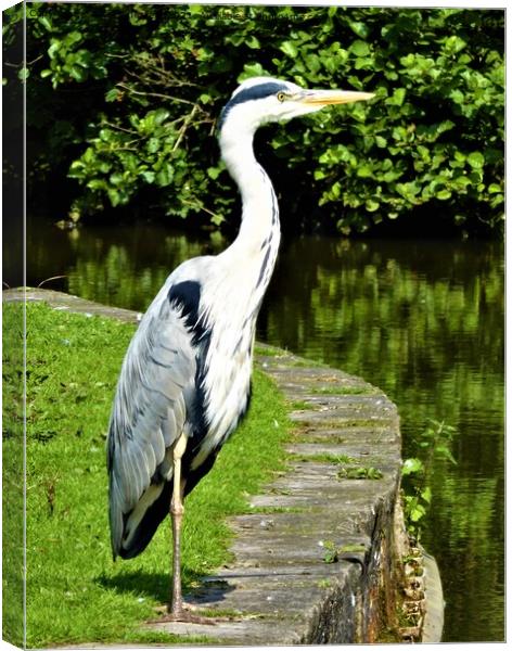 Heron striking a pose Canvas Print by Mark Chesters