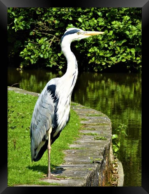 Heron striking a pose Framed Print by Mark Chesters