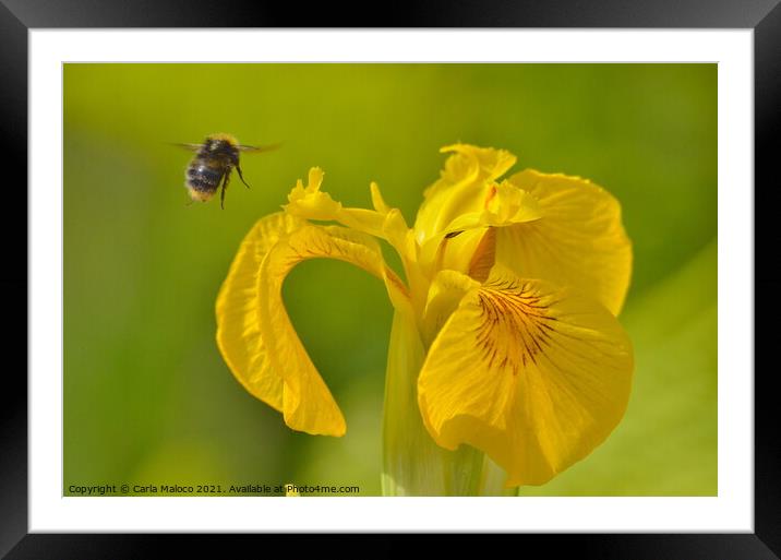 Busy Bee Framed Mounted Print by Carla Maloco