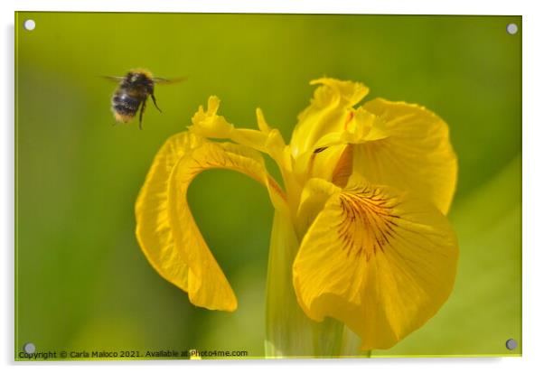 Busy Bee Acrylic by Carla Maloco
