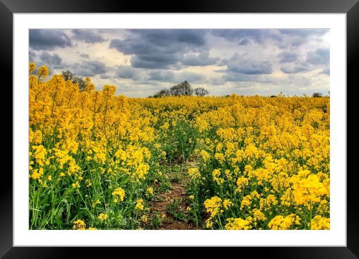 Fawsley Rapeseed Fields with an  Angry Sky Framed Mounted Print by Helkoryo Photography