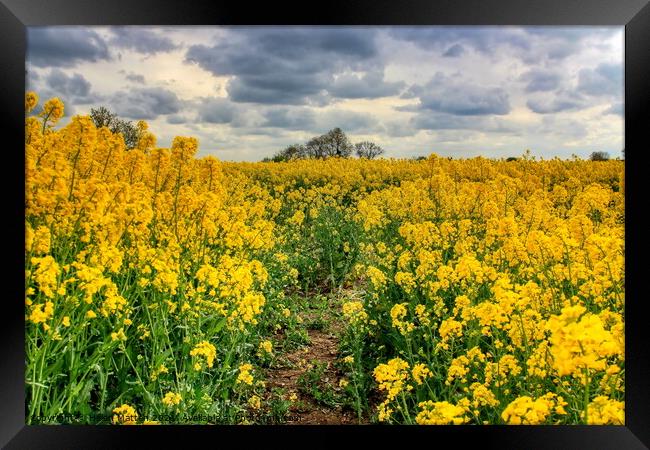 Fawsley Rapeseed Fields with an  Angry Sky Framed Print by Helkoryo Photography
