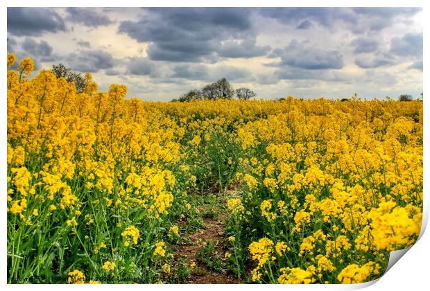 Fawsley Rapeseed Fields with an  Angry Sky Print by Helkoryo Photography