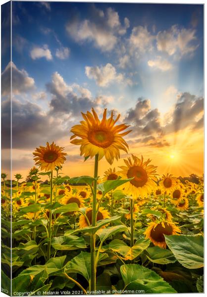 Sunset with lovely sunflowers Canvas Print by Melanie Viola
