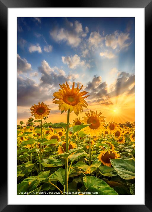 Sunset with lovely sunflowers Framed Mounted Print by Melanie Viola