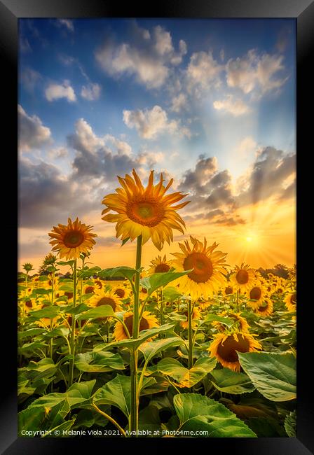 Sunset with lovely sunflowers Framed Print by Melanie Viola