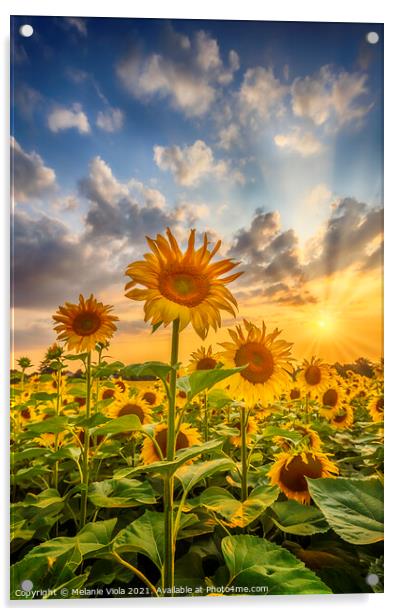 Sunset with lovely sunflowers Acrylic by Melanie Viola