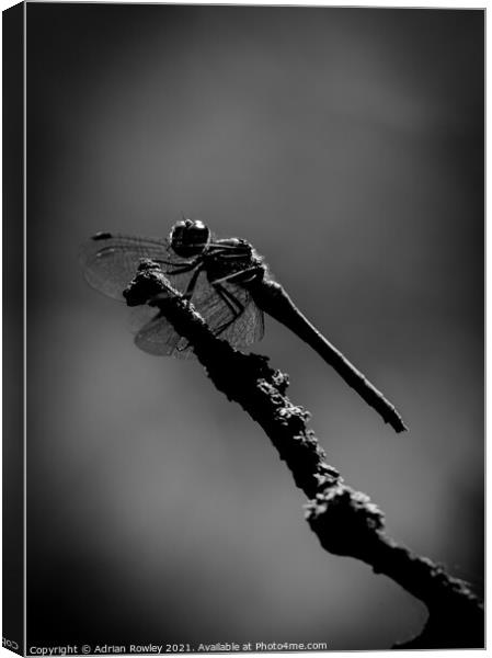 Dragonfly at Dusk Canvas Print by Adrian Rowley
