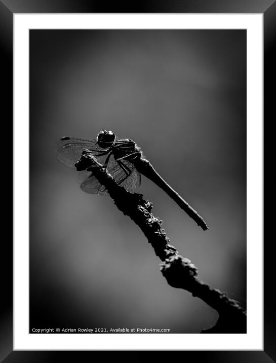 Dragonfly at Dusk Framed Mounted Print by Adrian Rowley