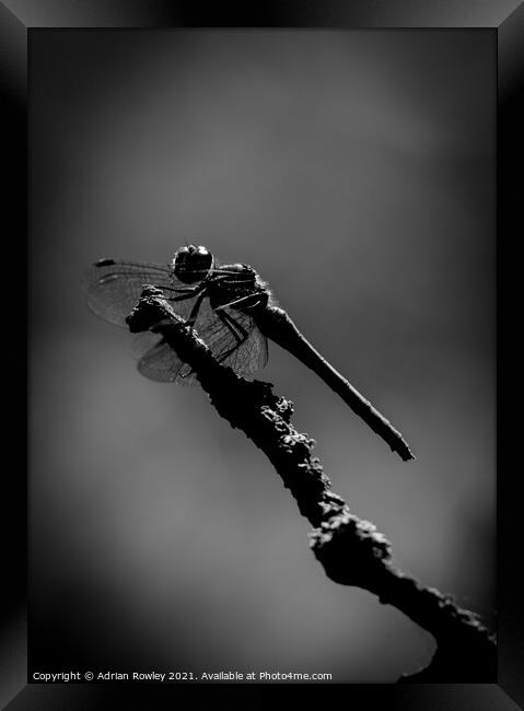 Dragonfly at Dusk Framed Print by Adrian Rowley
